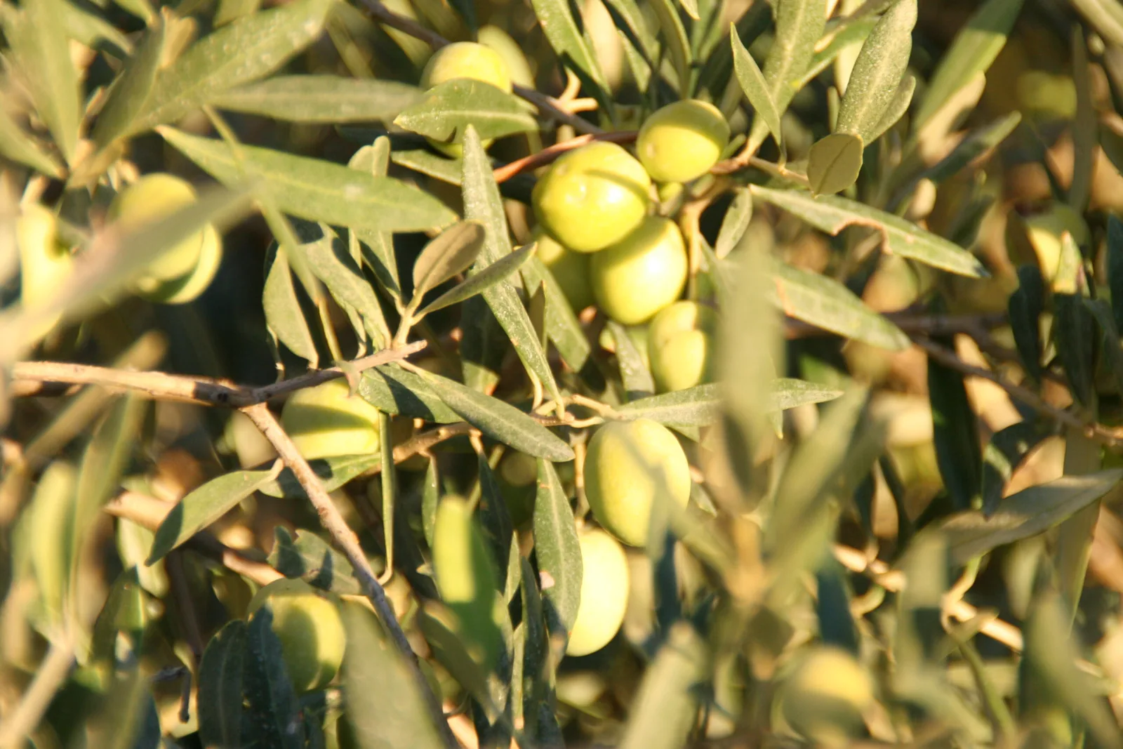 Comprendre les AOP de nos huiles d’olives?