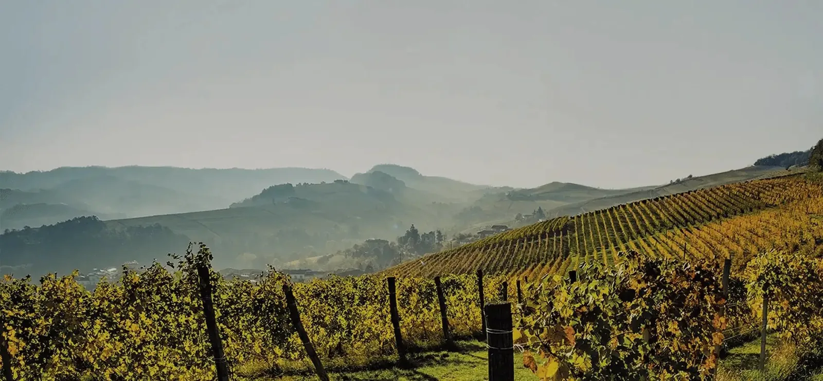Vallons couverts de vignes, au petit matin