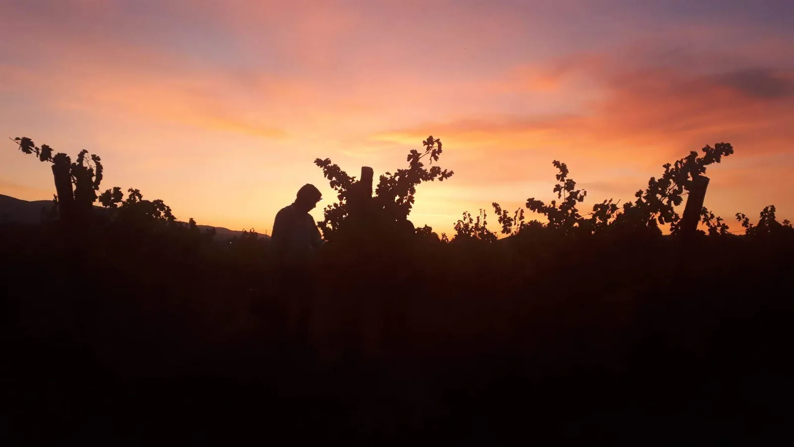 Grenache noir et Ugni blanc vendangés à Beauvence