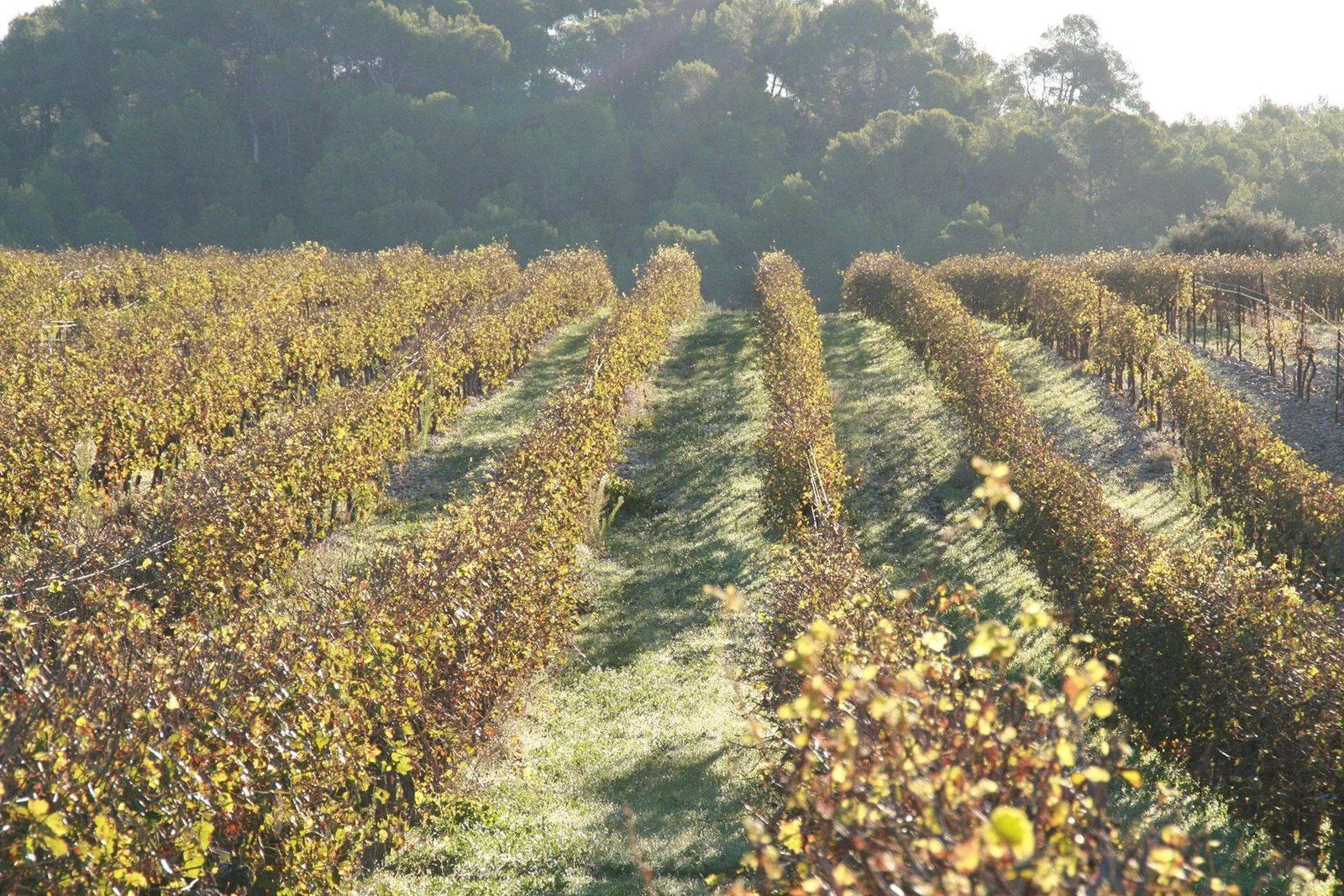 Rangs de vigne enherbés en lisière de pinède