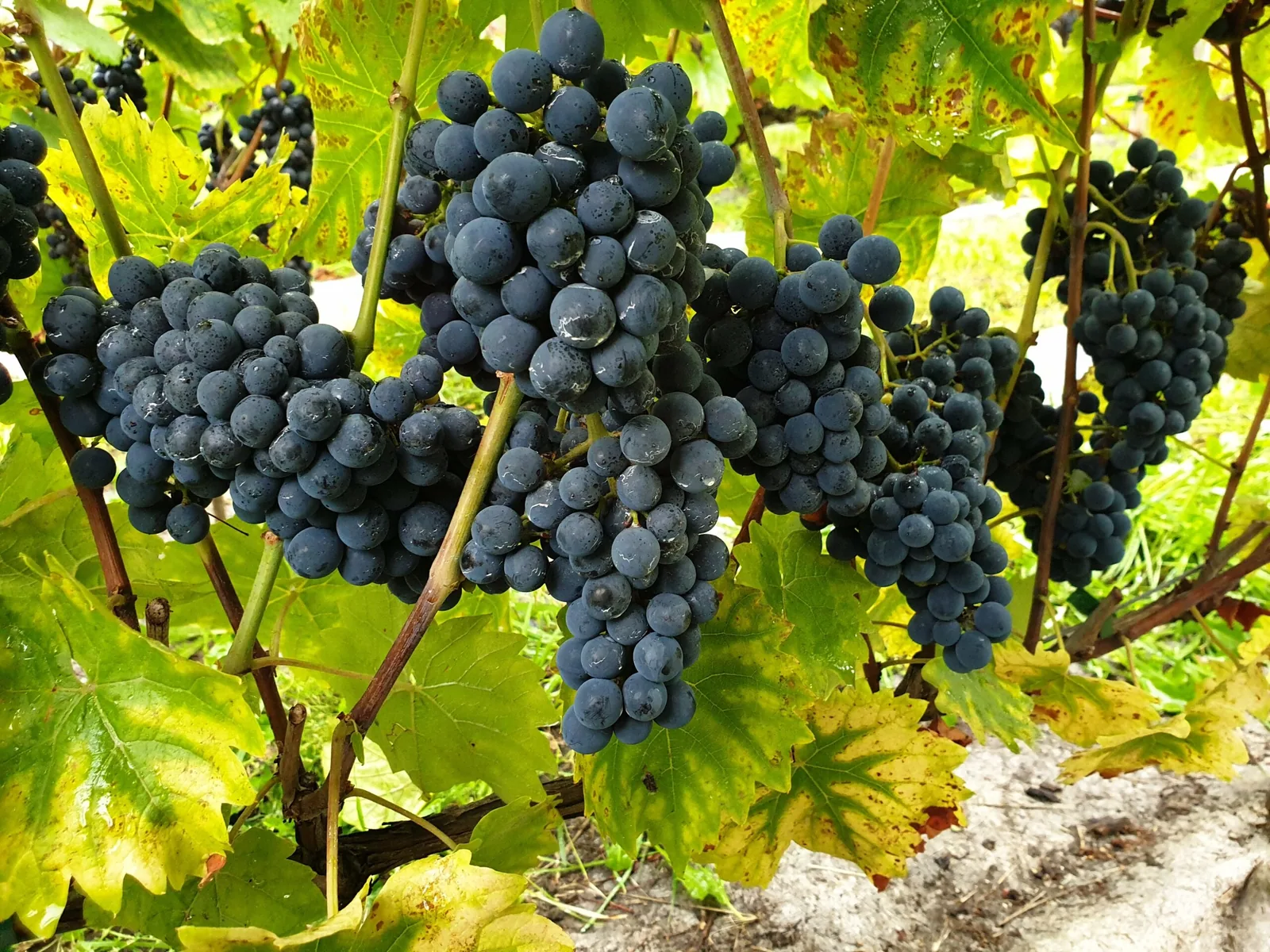 Les vendanges 2019 du clos de Montmartre