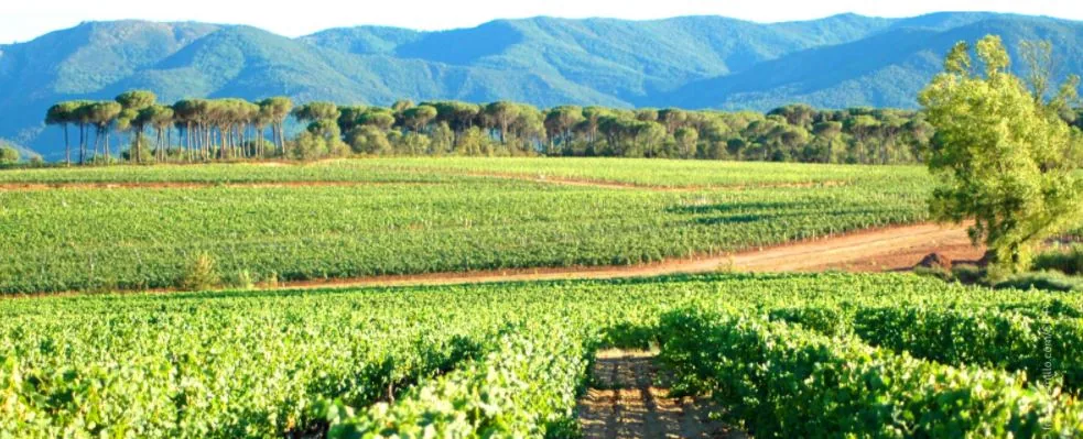 Notre-Dame des Anges, nouvelle DGC de l’AOC Côtes de Provence