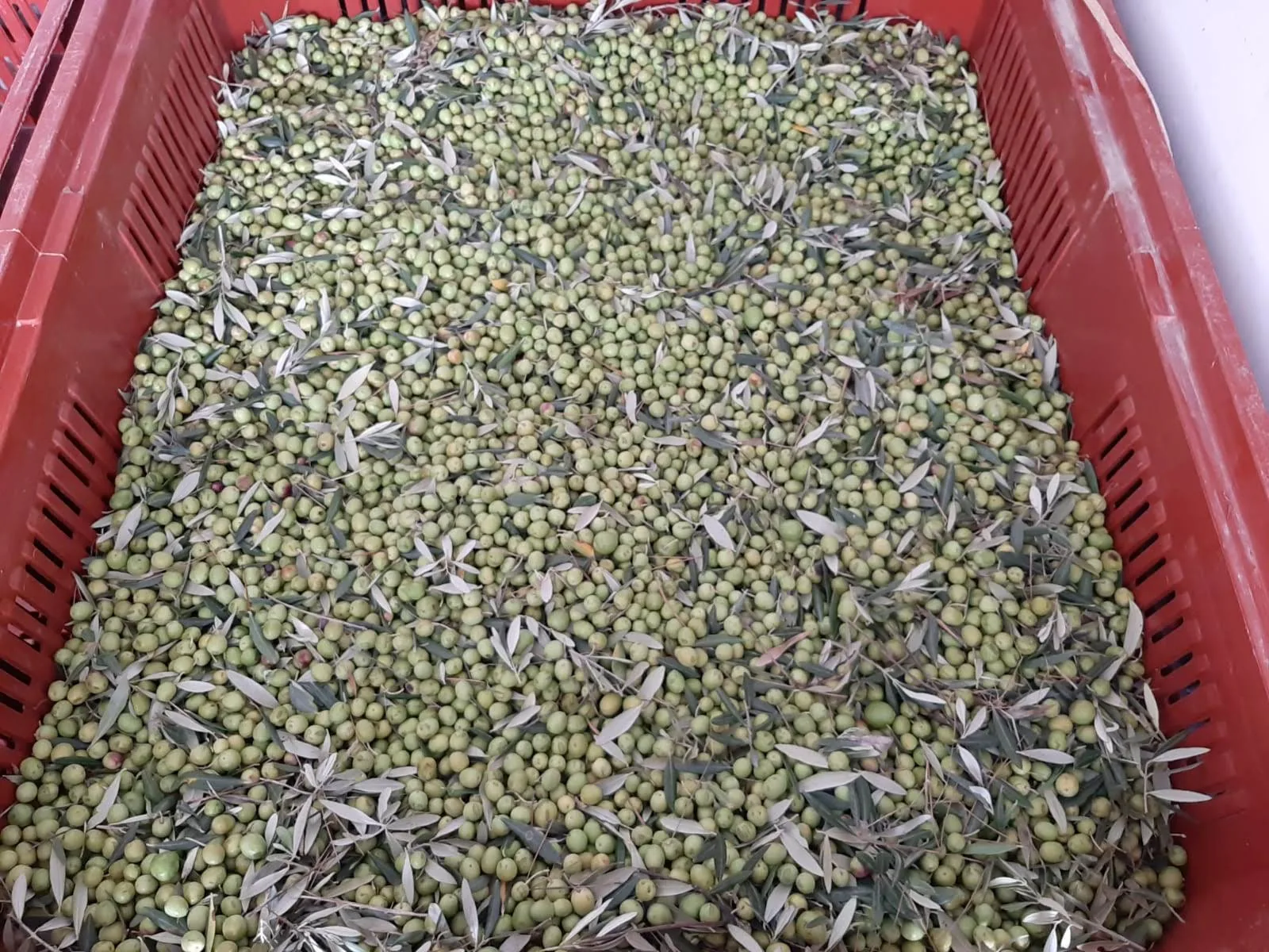La récolte d’olives à Beauvence