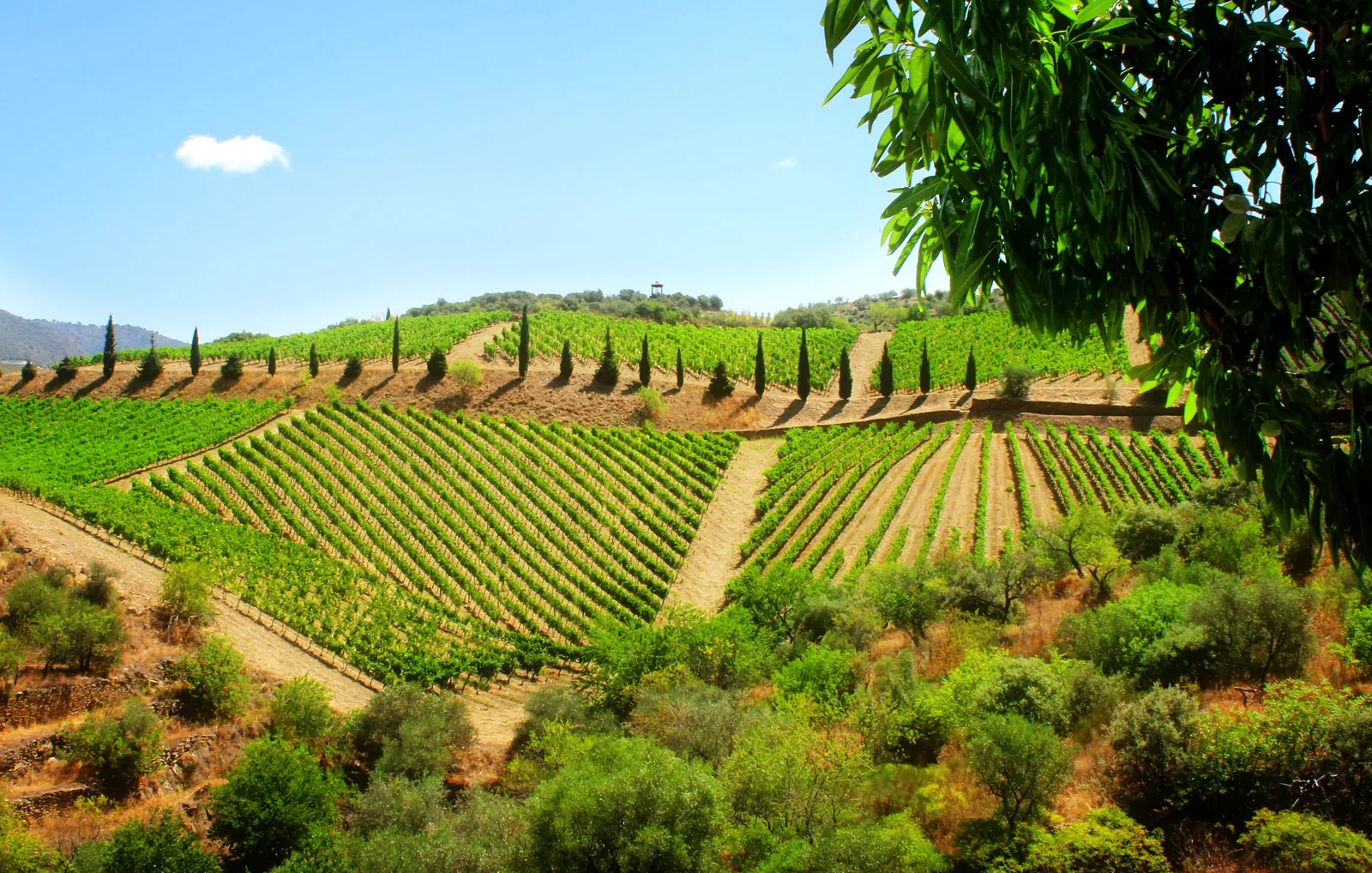 vignes-monde