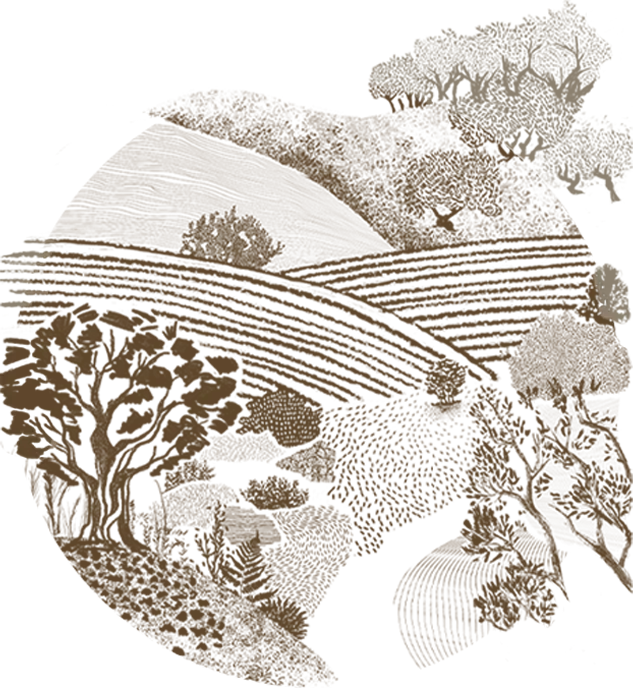 Gravure circulaire du terroir : vignes, oliviers et collines