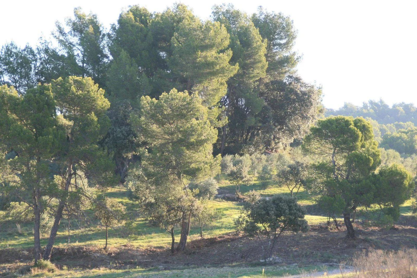 Oliviers du domaine entre pins et chênes verts