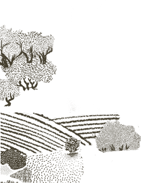 Gravure au trait : oliviers et rangs en restanque