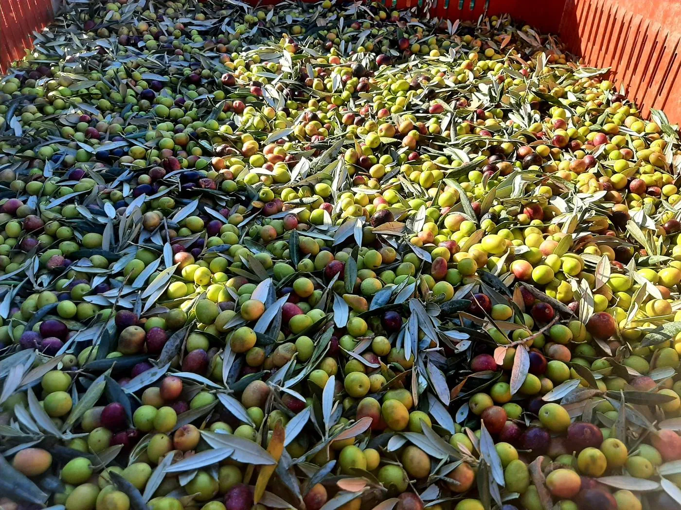 Olives fraîchement récoltées dans leur caisse, avant pressage