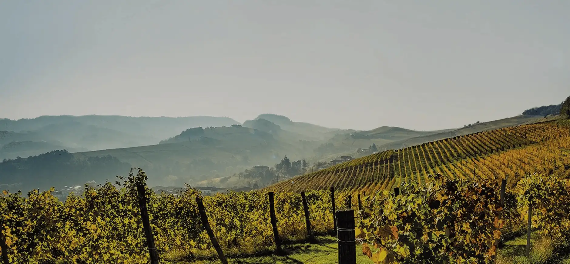 Les vignes du Domaine Beauvence dans le Luberon, à l'automne